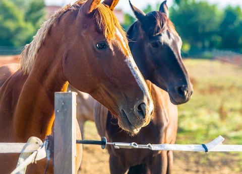 Camping Les Embruns d'Oléron, 4* - 39