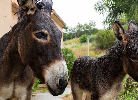 Hôtel Club Paese di Lava 3* - 8