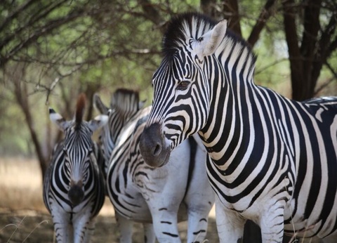 Découverte du Sénégal - De Dakar à Dakar - 8