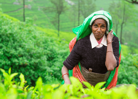 Circuit Sur la route des Epices - 18