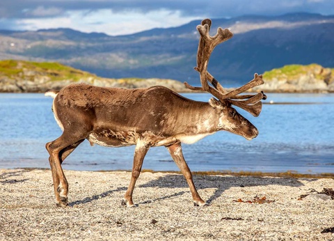 Circuit Magie des Trolls - 9