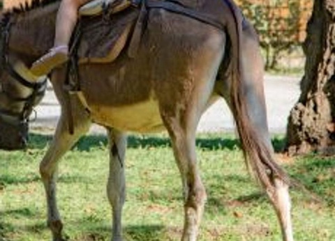 Camping Merendella, 4* - 56