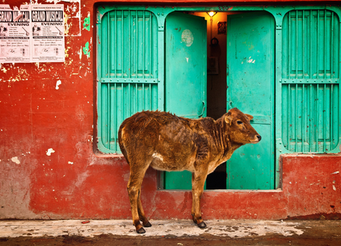 Circuit Le livre de la Jungle, entre oiseaux et tigres, en privatif - 8