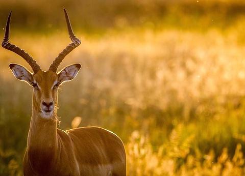 Circuit Afrique Australe, du Cap et Hermanus aux chutes Victoria - 6
