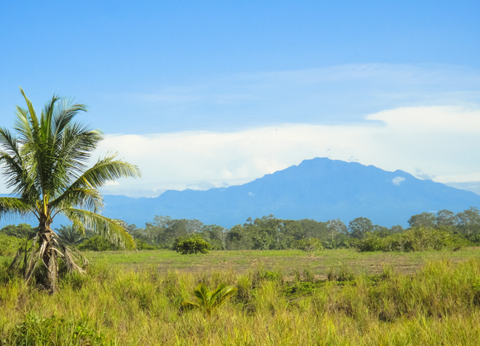 Circuit Panama, Couleur Café - 22