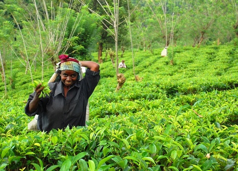Splendeurs du Sri Lanka - 10