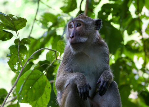Circuit Du Parc National de Khao Sok aux Sables de Khao Lak - 19