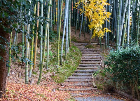 Circuit Traditions et culture du Japon 3* - 18