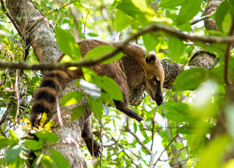 Circuit Brésil, Entre Samba et Caïpirinha - 11