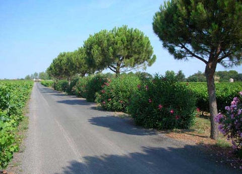 Domaine De Montrose - 19