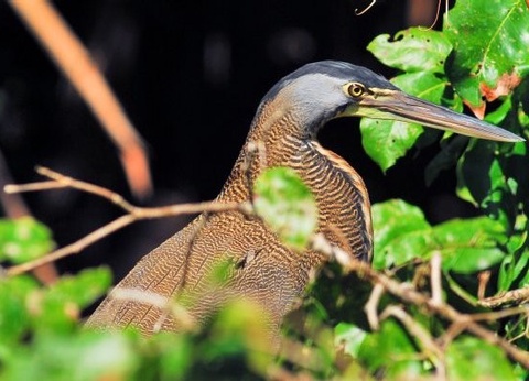 Circuit Beautés du Costa Rica *** - 11
