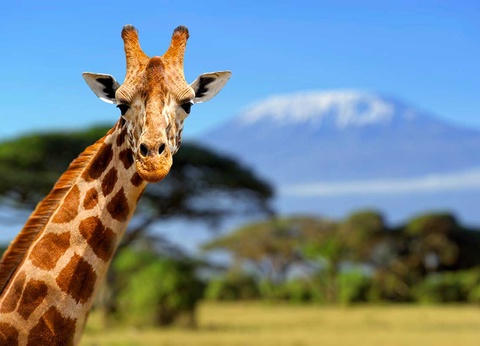 Circuit Safari Kilimandjaro 4* - 10