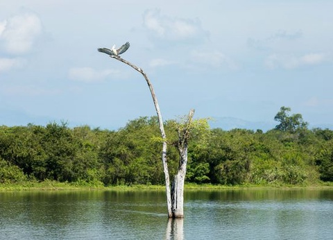 Immersion au Sri Lanka - 12