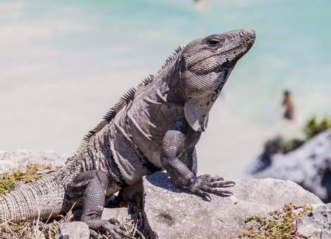 Découverte du Monde Maya et Guatemala - 14J/12N - Limité à 18 pers. - 2025 - 4