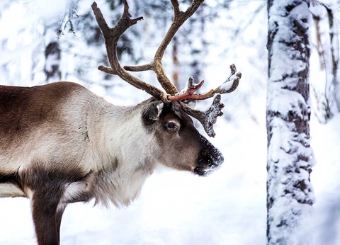 Circuit Laponie, aurores et cap Nord - 13