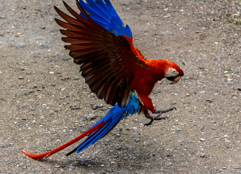 Circuit Guatemala, Sur la Piste du Quetzal et Plage - 3