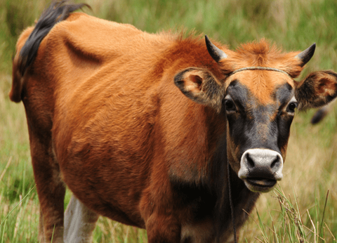 Circuit Sur la route des Epices - 14