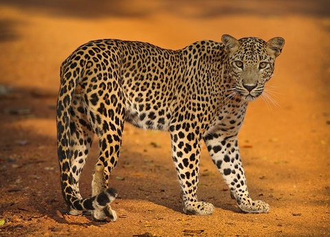 Circuit Secrets du Sri Lanka en petit groupe : culture, plages sauvages et safari 4* - 7