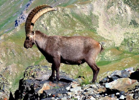 Camping l'Iscle de Prelles, 3* - 30