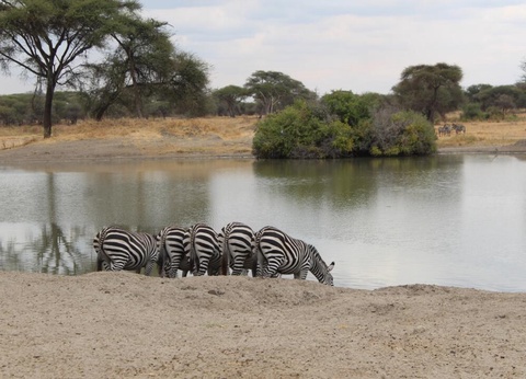 Safari Privatif - Aventure Tanzanienne - 9