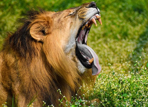 Aventurez-vous au ZooSafari de Thoiry le temps d'un week-end - 4* - 20