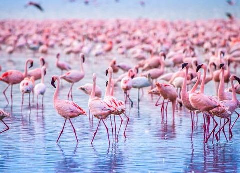 Circuit Safari au coeur des grands parcs du Kenya - 17