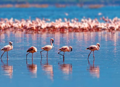 Camping Le Palavas, 4* - 64