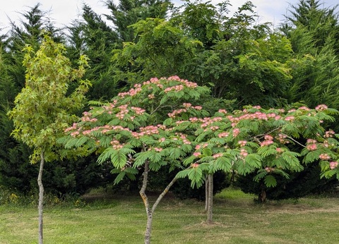 Les Chalets d'Auvergne, 4* - 37