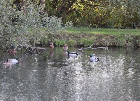 Camping Les Alouettes, 4* - 57