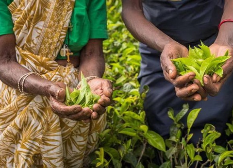 Circuit privé Ceylan buissonnier - 23