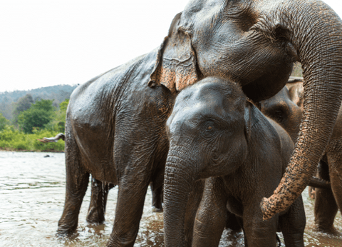 Circuit privatif Thaïlande Authentique - 12