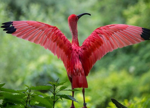 Aventurez-vous au ZooSafari de Thoiry le temps d'un week-end - 4* - 16