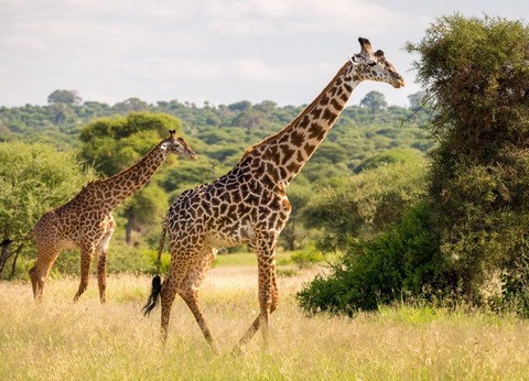 Circuit Sensations tanzaniennes - 5