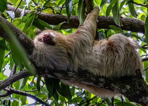 Circuit Trésors du Costa Rica - Tortuguero et séjour balnéaire - 17J/15N - 4