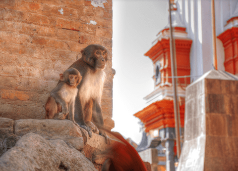 Circuit Sur les routes du Népal - 19