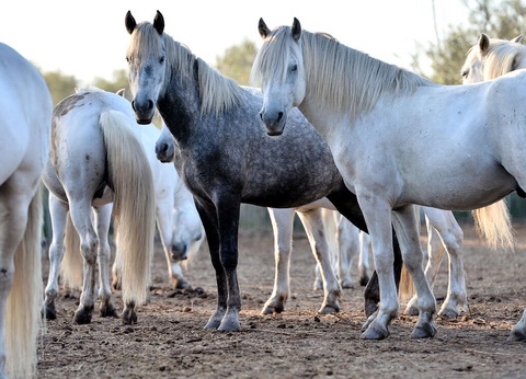 Séjour avec balade à cheval dans les paysages Camarguais - 3* - 16