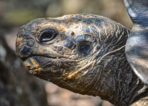 Circuit Equateur et Galapagos Authentiques - 32