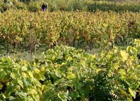 Flower Camping Le Soleil des Bastides, 3* - 38