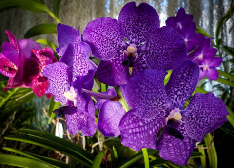 Circuit Soleil et Sérénité au Sri Lanka 4* - 10