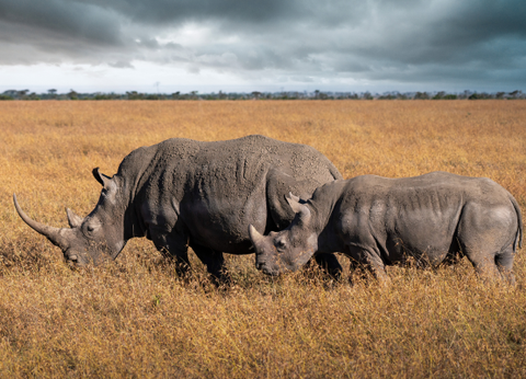 Circuit Safaris de Légende - 15