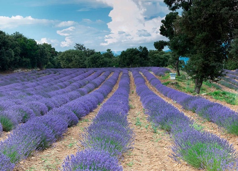 Séjour bien être et gourmand avec massage au coeur du parc du Lubéron en Provence (2 nuits) - 4* - 5