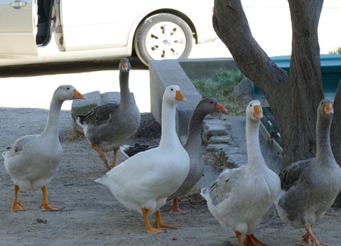 Flower Camping de l'Olivigne, 4* - 58