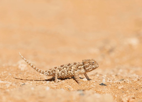 Autotour Sur les routes de Namibie **** - 4