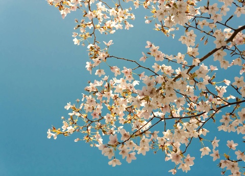 Circuit Voyage en liberté, là où naît le soleil : récit d'un Japon intemporel - 15