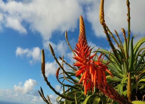 Hôtel Funchal Design 4* - 8