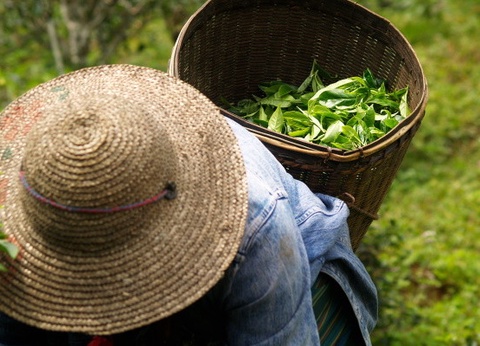 Circuit Splendeurs Insolites de Ceylan - 26