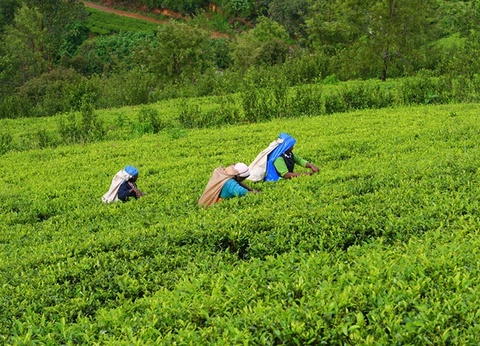 Splendeurs du Sri Lanka - 6