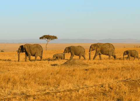 Circuit Safaris de Légende - 24