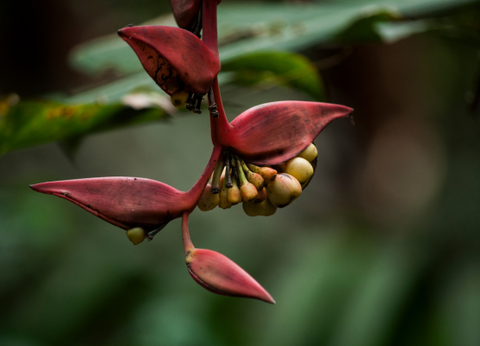Circuit Chemins Sacrés du Guatemala et du Pacifique - 9