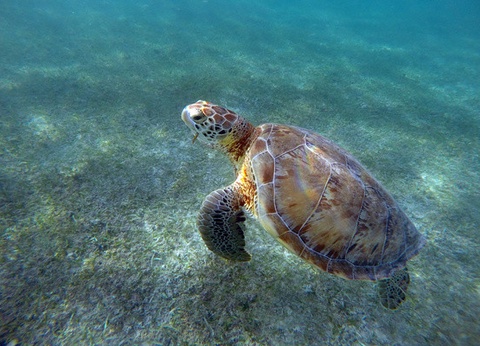 Circuit Beautés mayas et plage des Caraïbes (Logement au Framissima Évasion Tulum Riviera) **** - 10